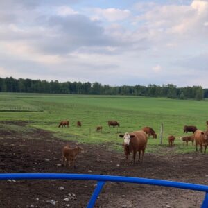 Whole/Half Beef Ordering